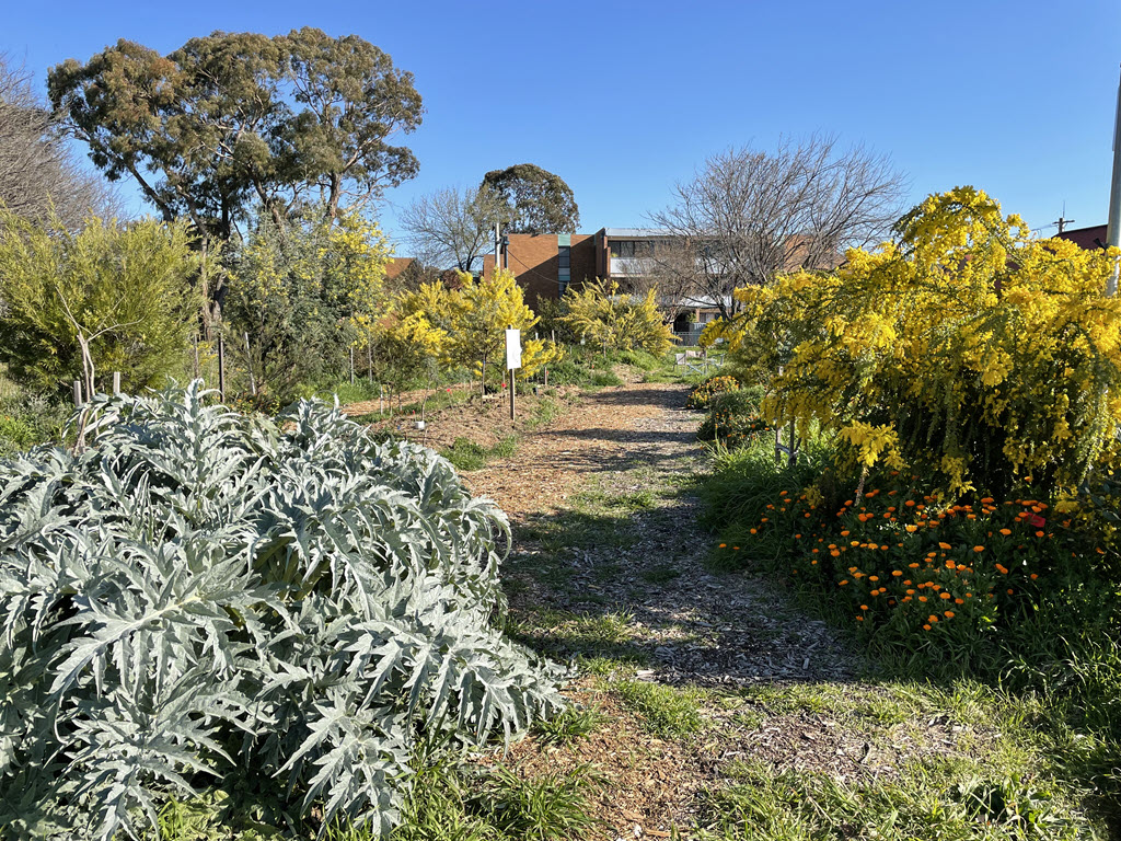 11 Lyneham Commons Food Forest Lyneham Community Association