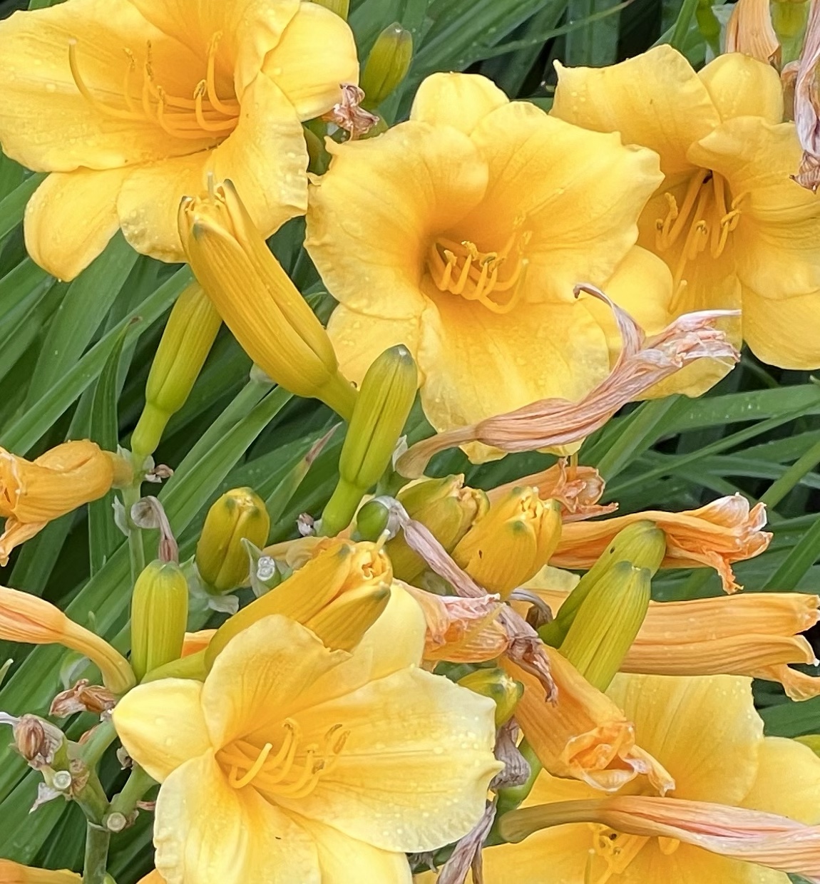 Daylilies In the Net! Pictures and Stories of Life