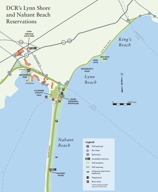 Does Nahant Beach Allow Dogs