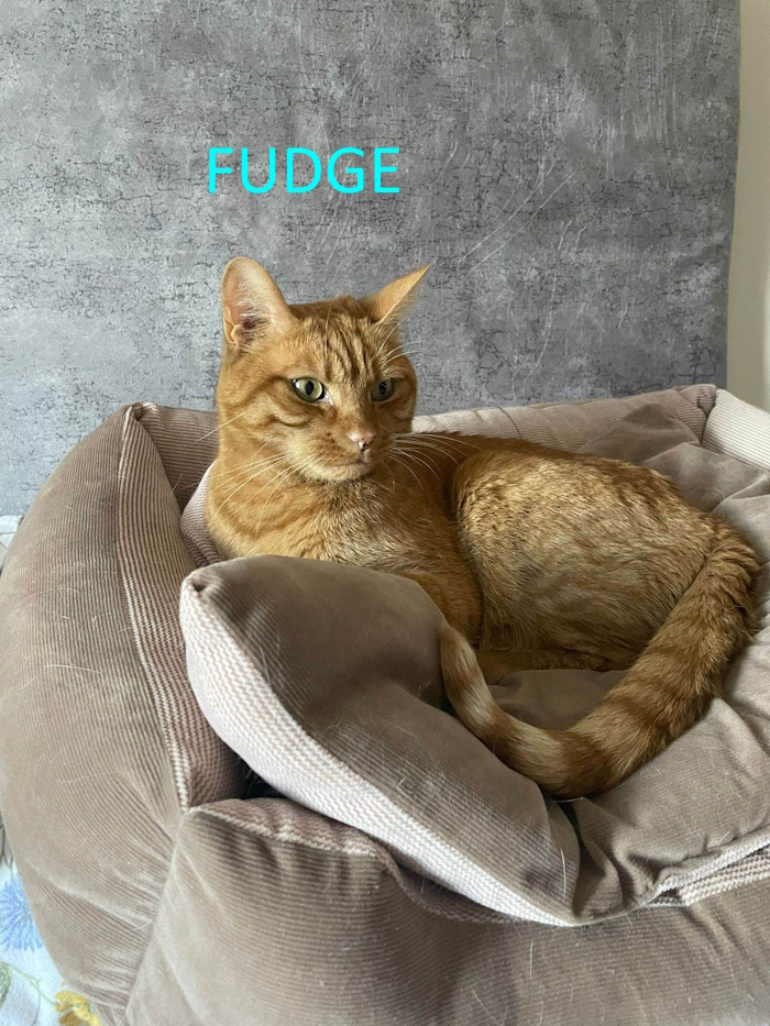 FUDGE Whinnybank Cat Sanctuary