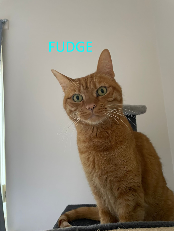 FUDGE Whinnybank Cat Sanctuary