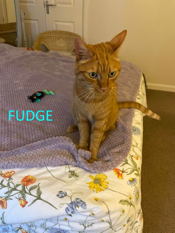 FUDGE Whinnybank Cat Sanctuary