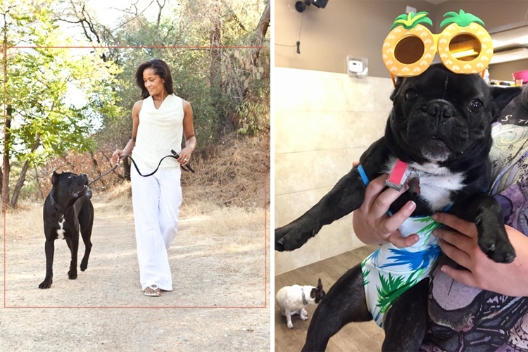 The Ultimate Dog Owner's Guide to Sacramento