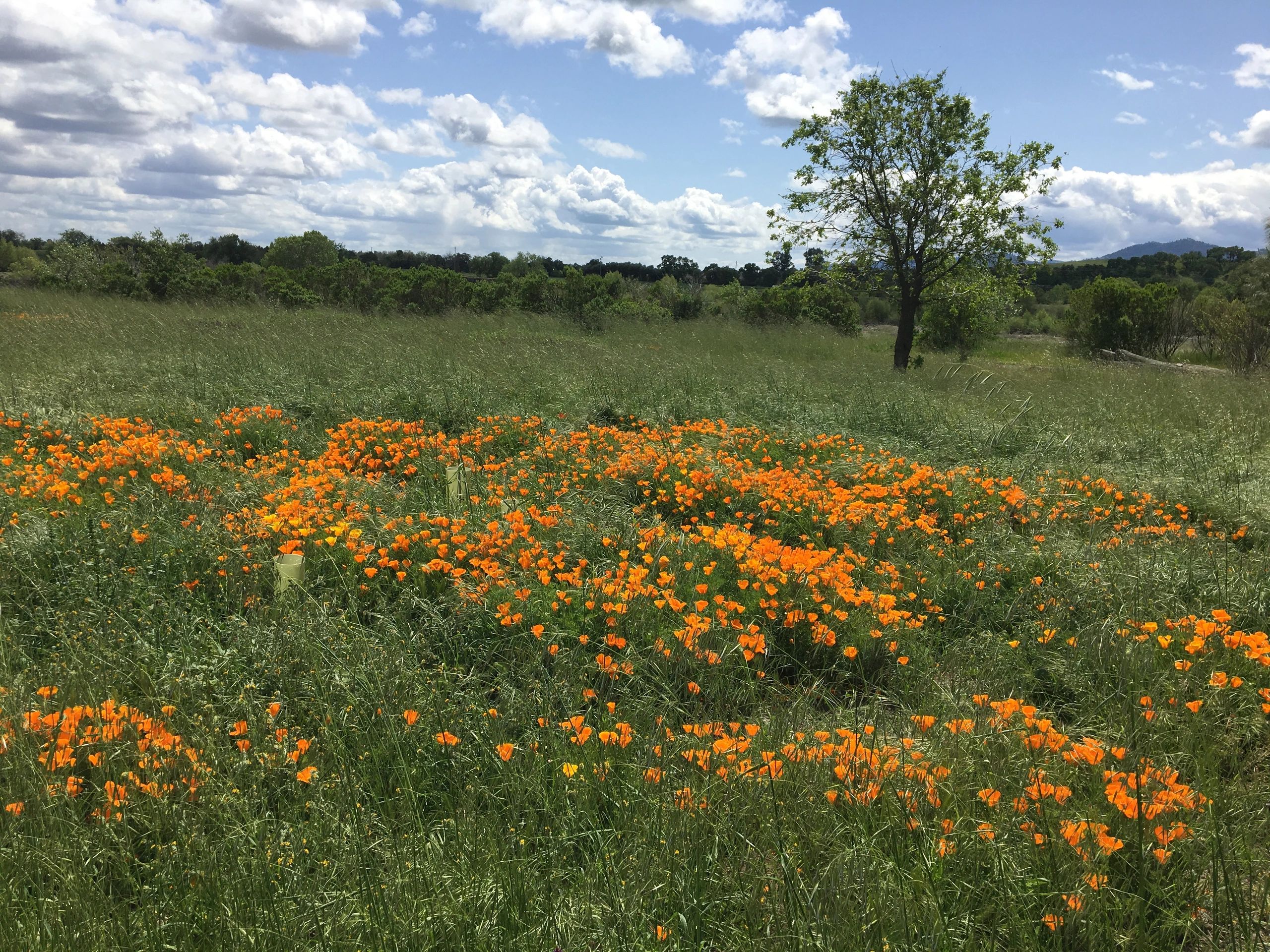 capay open space park Sacramento Real Estate