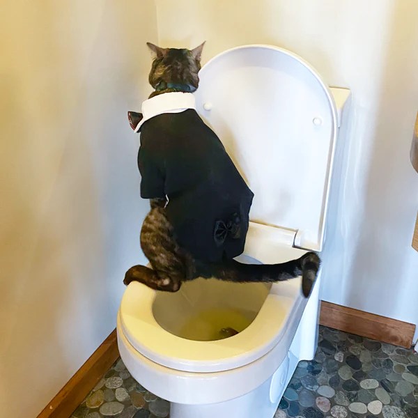 Toilet Training Your Cat Lyra Cat