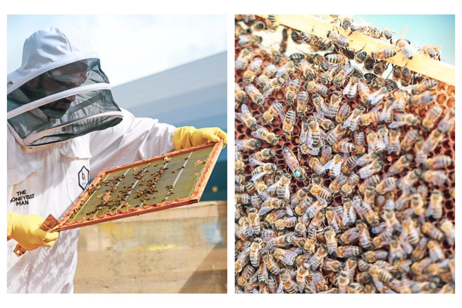 Bee Hotels for Gazeley's Northampton Site.