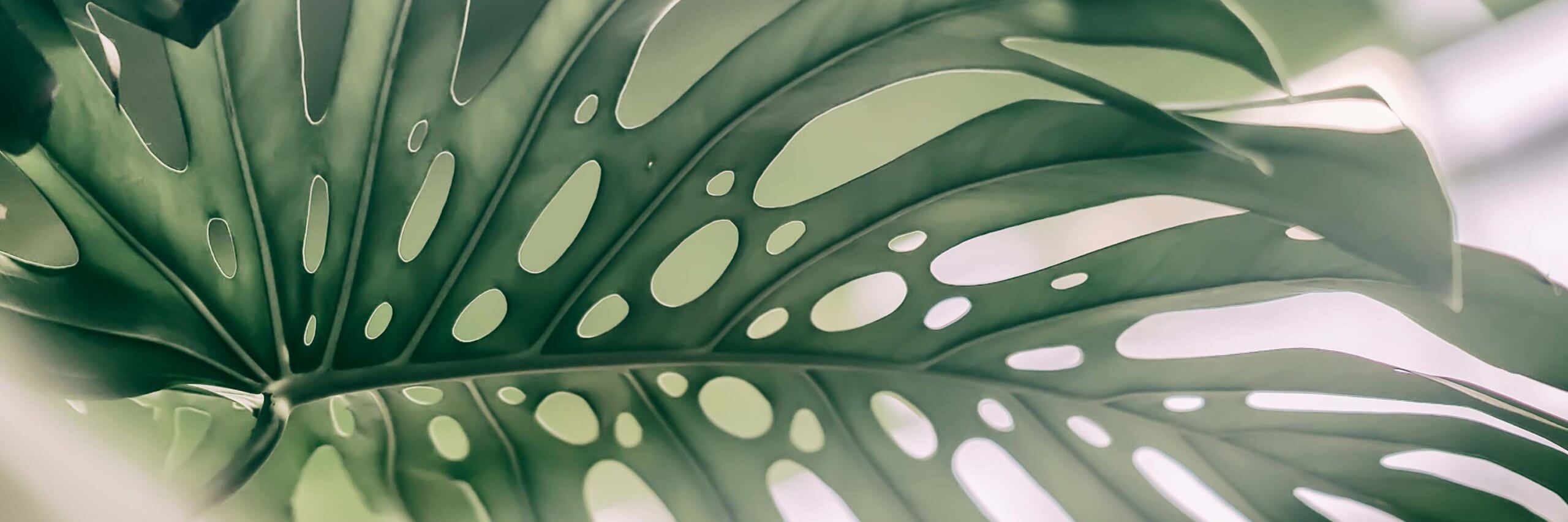 Testimonials from clients for our law firm Leavitt, Yamane & Soldner