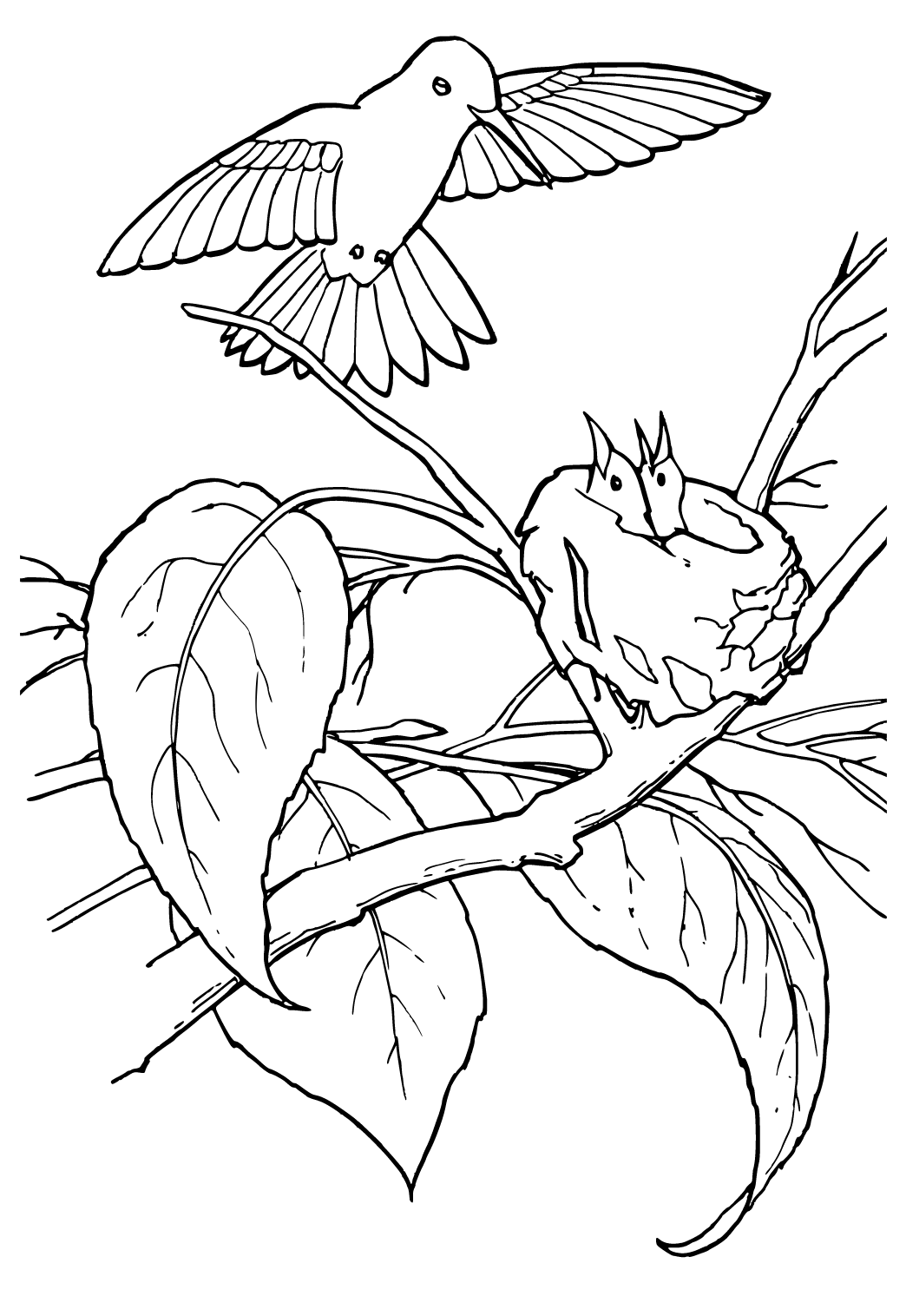 Gratis Printbare Hummingbird Rede Tegning til Farvelægning til Voksne