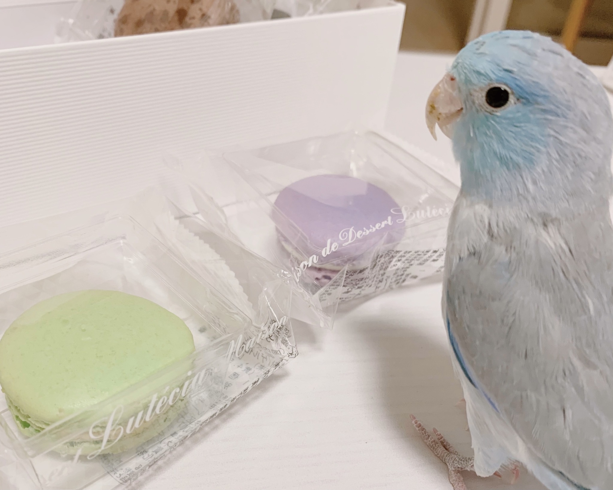 マメルリハインコの餌。シードとペレットの違いは？メリットとデメリットを解説！