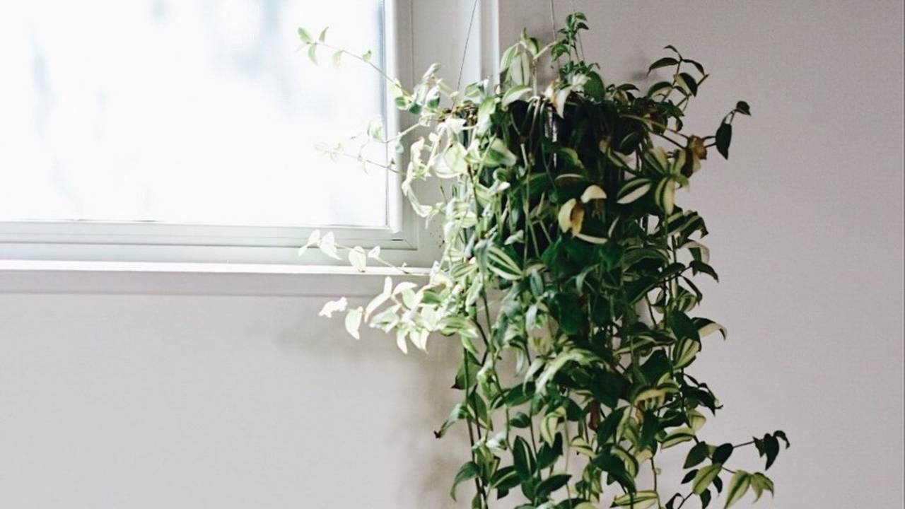 How Plants Can Improve Your Mood — Mandy Martini Blog