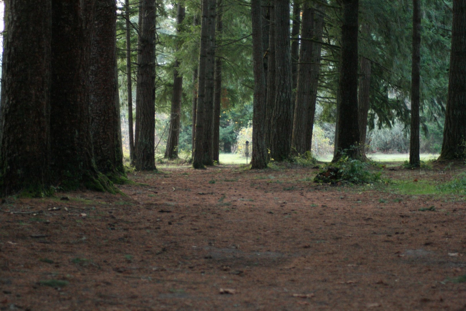 Hole 11 • Timber Park (Estacada, OR) Disc Golf Courses Disc Golf Scene