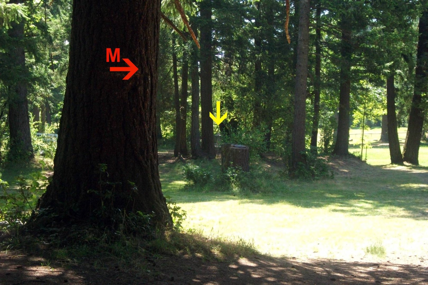 Hole 8 • Timber Park (Estacada, OR) Disc Golf Courses Disc Golf Scene