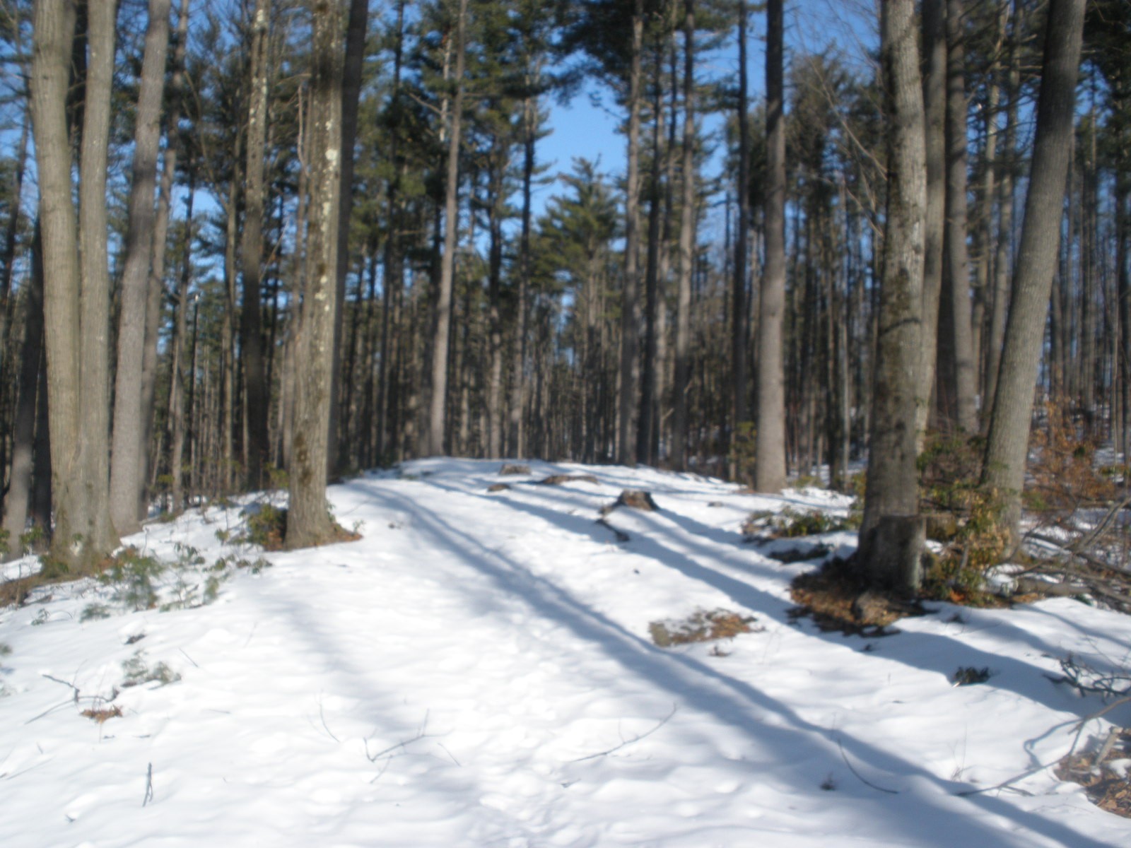 Hole 2 • Coggshall Park (Fitchburg, MA) Disc Golf Courses Disc Golf