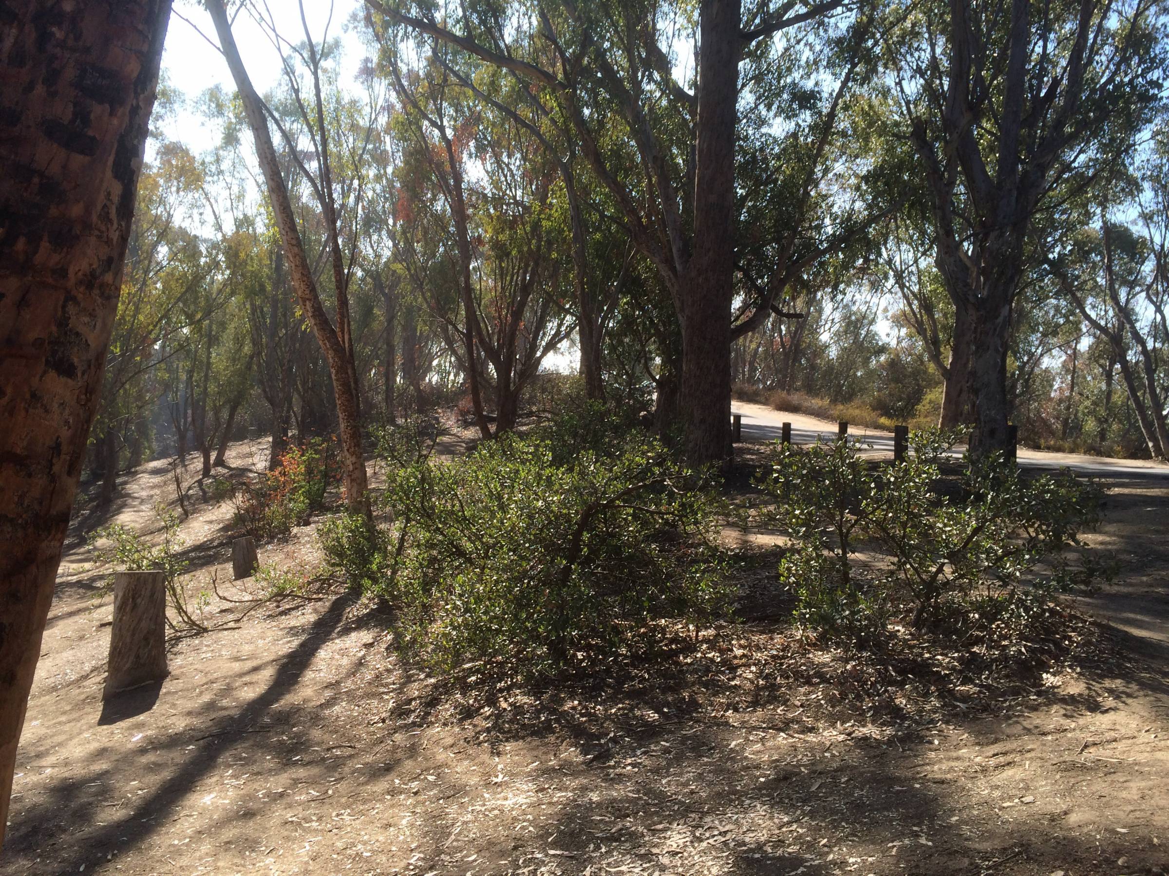 Hole 11 • Chavez Ridge / Elysian Park (Los Angeles, CA) Disc Golf