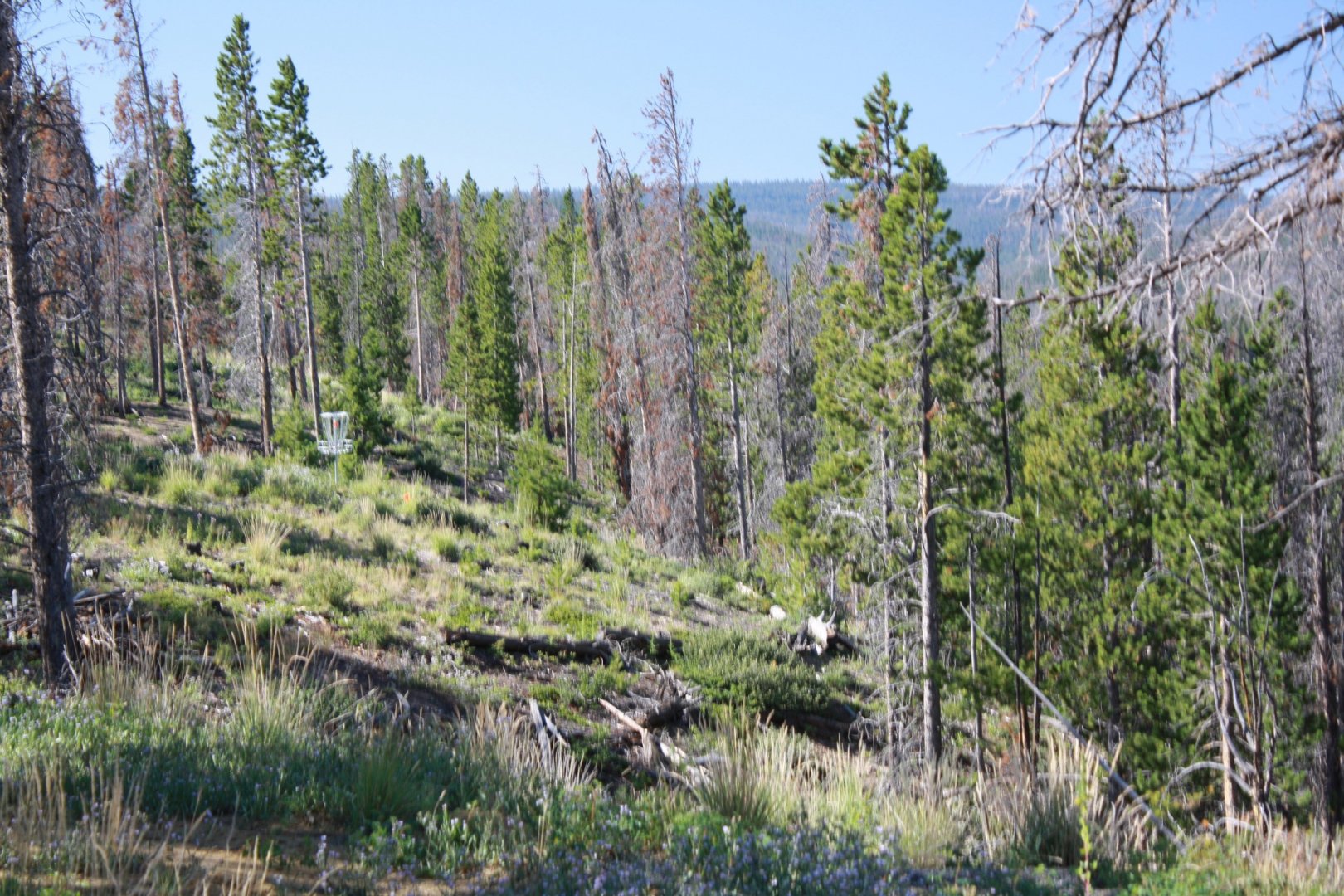 Hole 13 • Crooked Creek Resort (Dubois, WY) Disc Golf Courses Disc