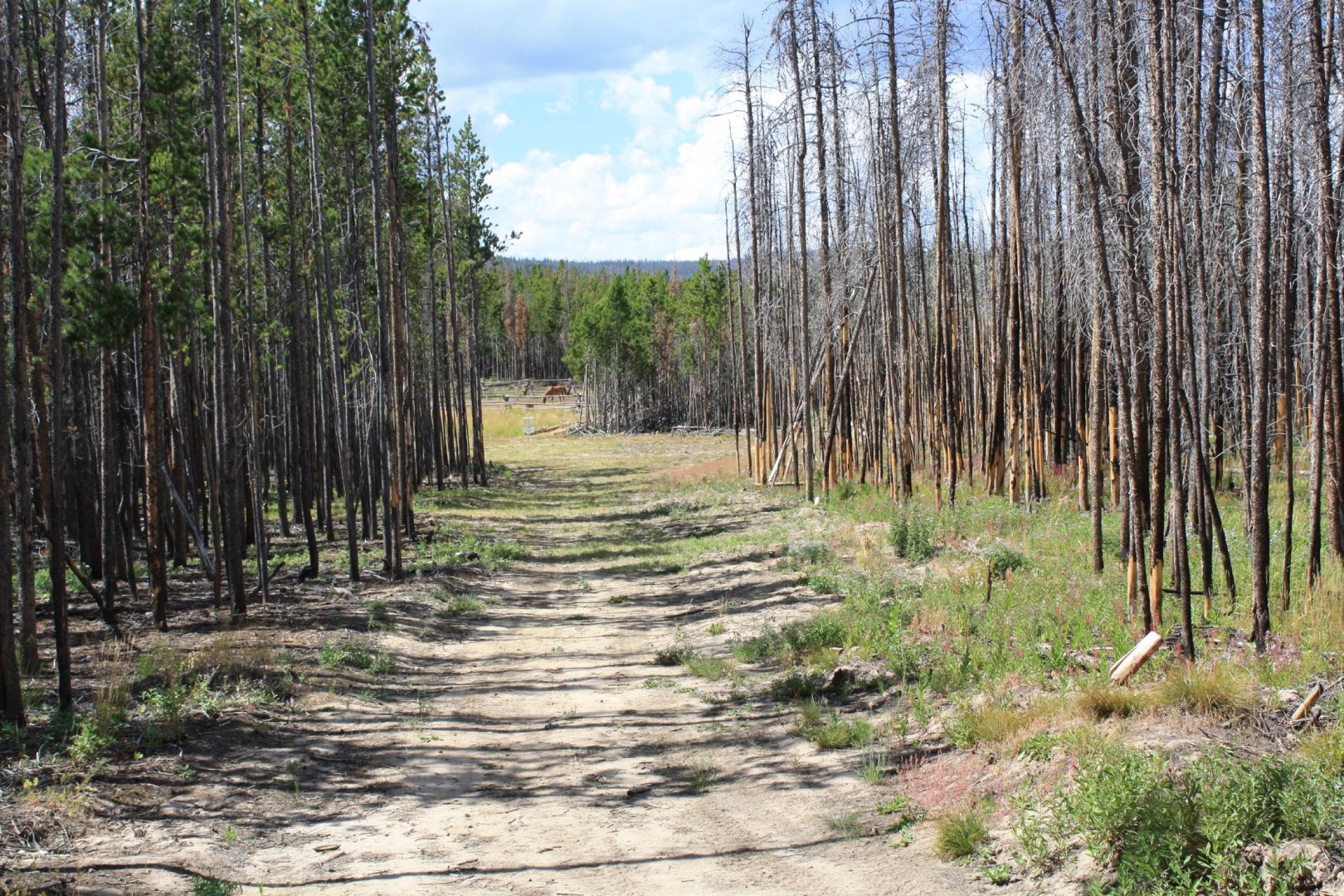 Hole 11 • Crooked Creek Resort (Dubois, WY) Disc Golf Courses Disc