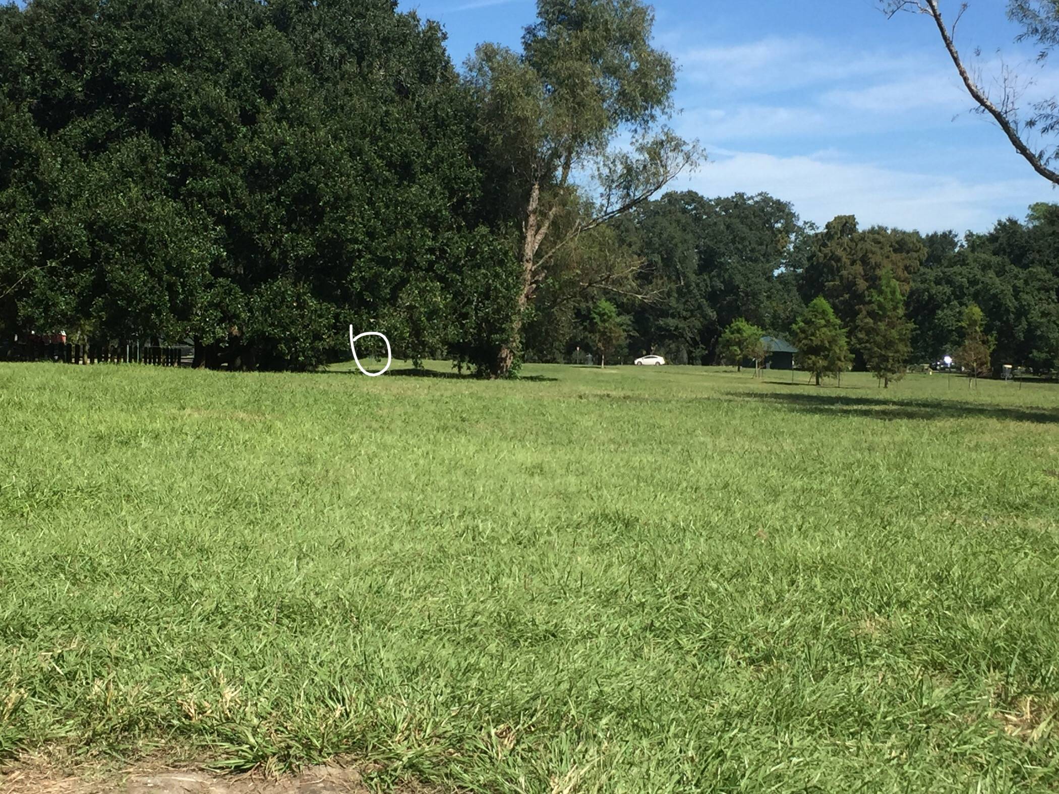 Hole 1 • City Park (New Orleans, LA) Disc Golf Courses Disc Golf Scene