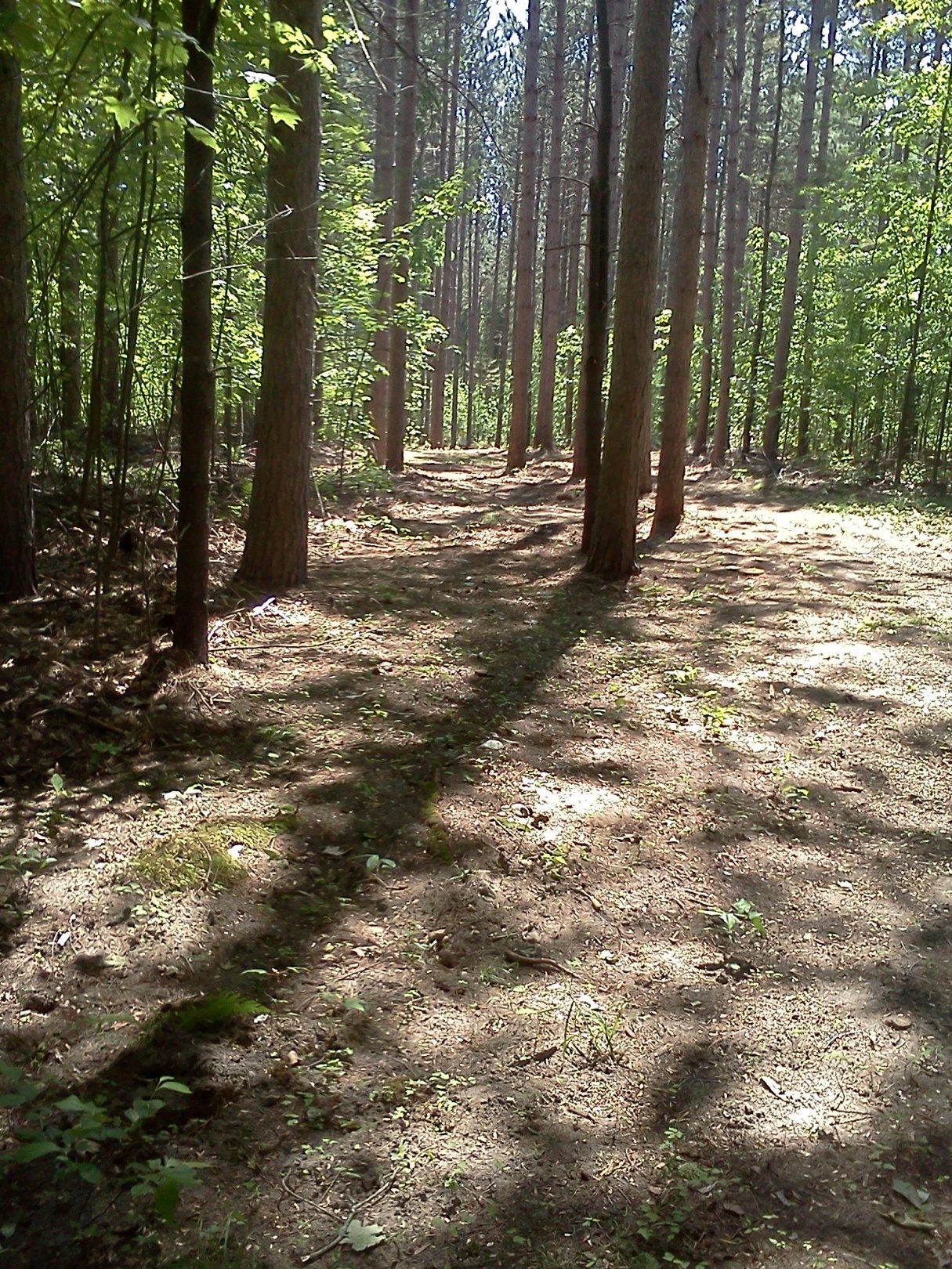 Hole 4 • Big Bend Park (Newaygo, MI) Disc Golf Courses Disc Golf Scene