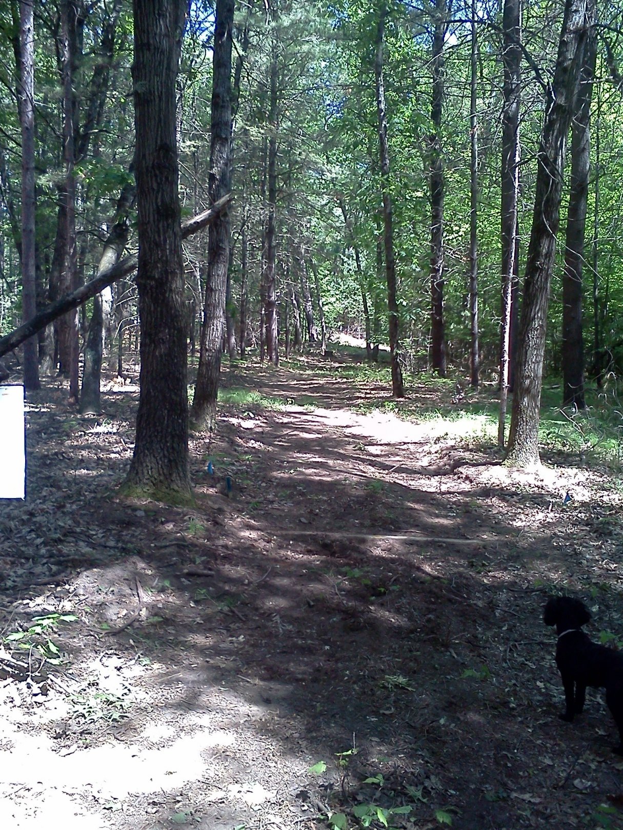 Hole 6 • Big Bend Park (Newaygo, MI) Disc Golf Courses Disc Golf Scene