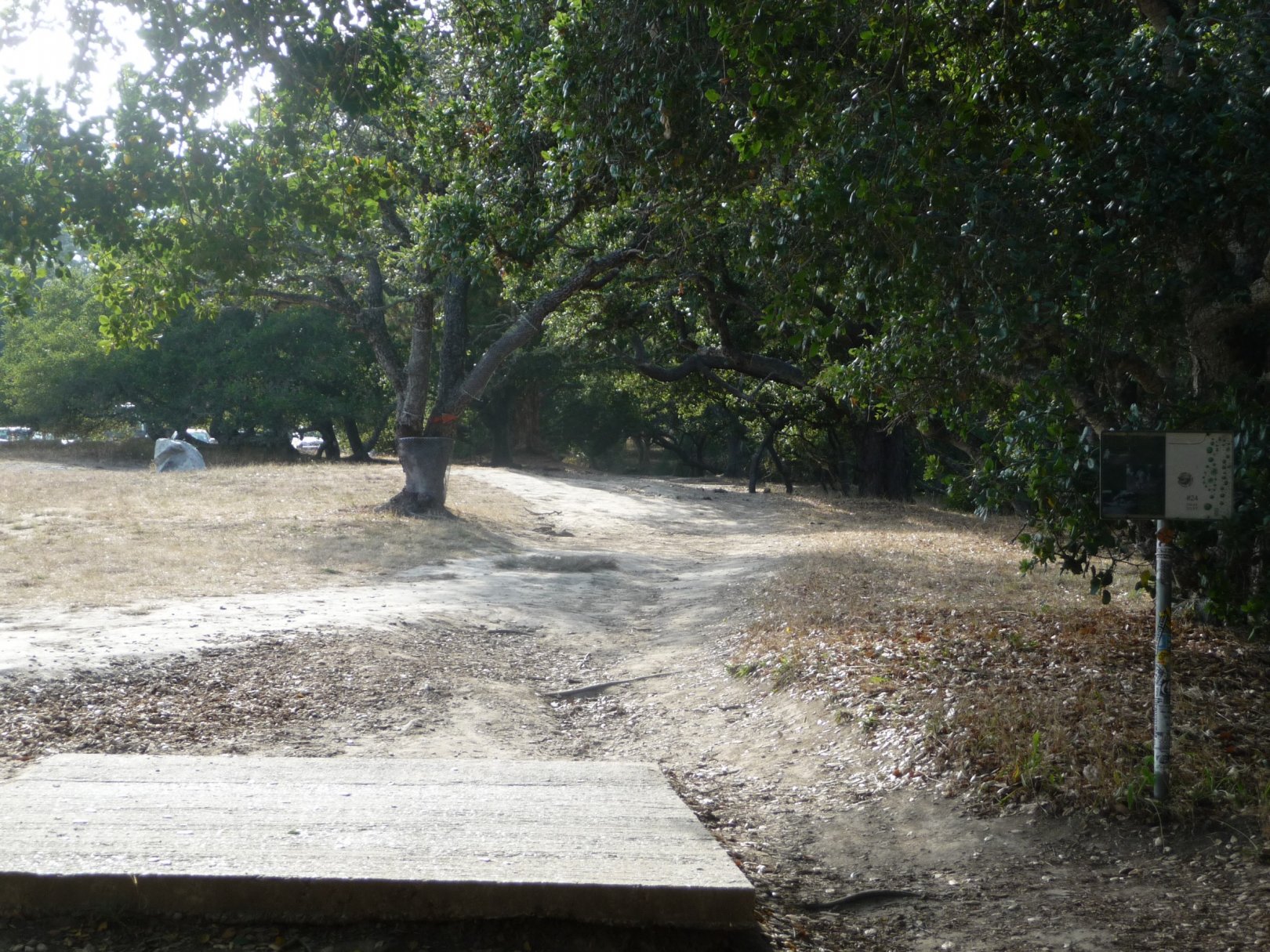 Hole 24 • DeLaveaga Park (Santa Cruz, CA) Disc Golf Courses Disc