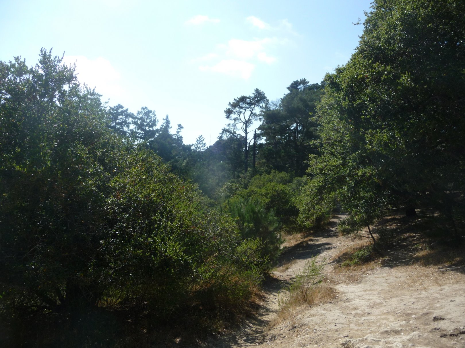 Hole 16 • DeLaveaga Park Disc Golf Course (Santa Cruz, CA) Disc Golf