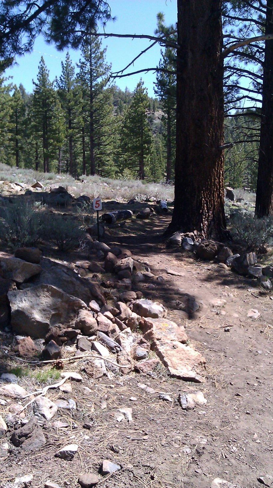 Hole 5 • Turtle Rock Park (Markleeville, CA) Disc Golf Courses Disc