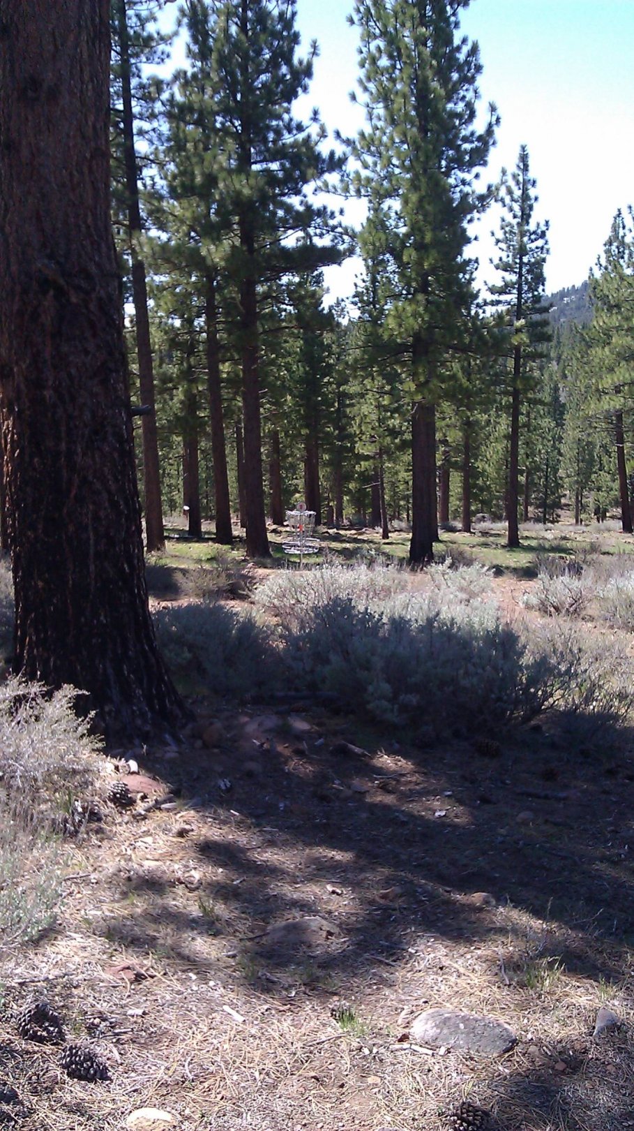 Hole 1 • Turtle Rock Park (Markleeville, CA) Disc Golf Courses Disc