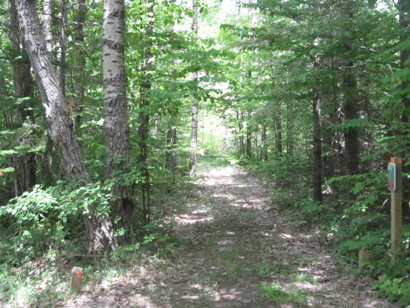 Hole 8 • Turbine Pines (Mackinaw City, MI) Disc Golf Courses Disc