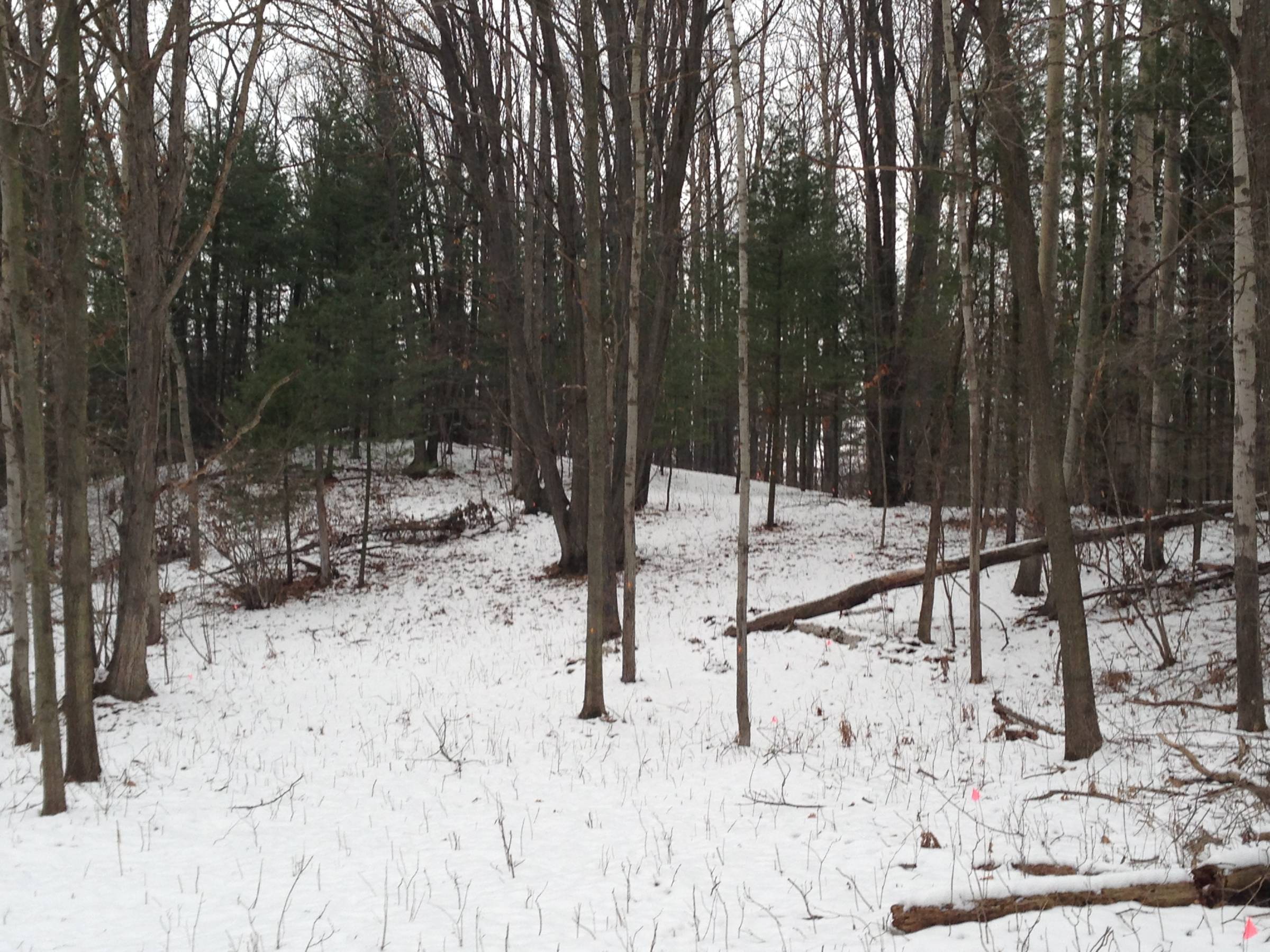 Hole 1 • Wildwood / Deerfield Park (Mt. Pleasant, MI) Disc Golf