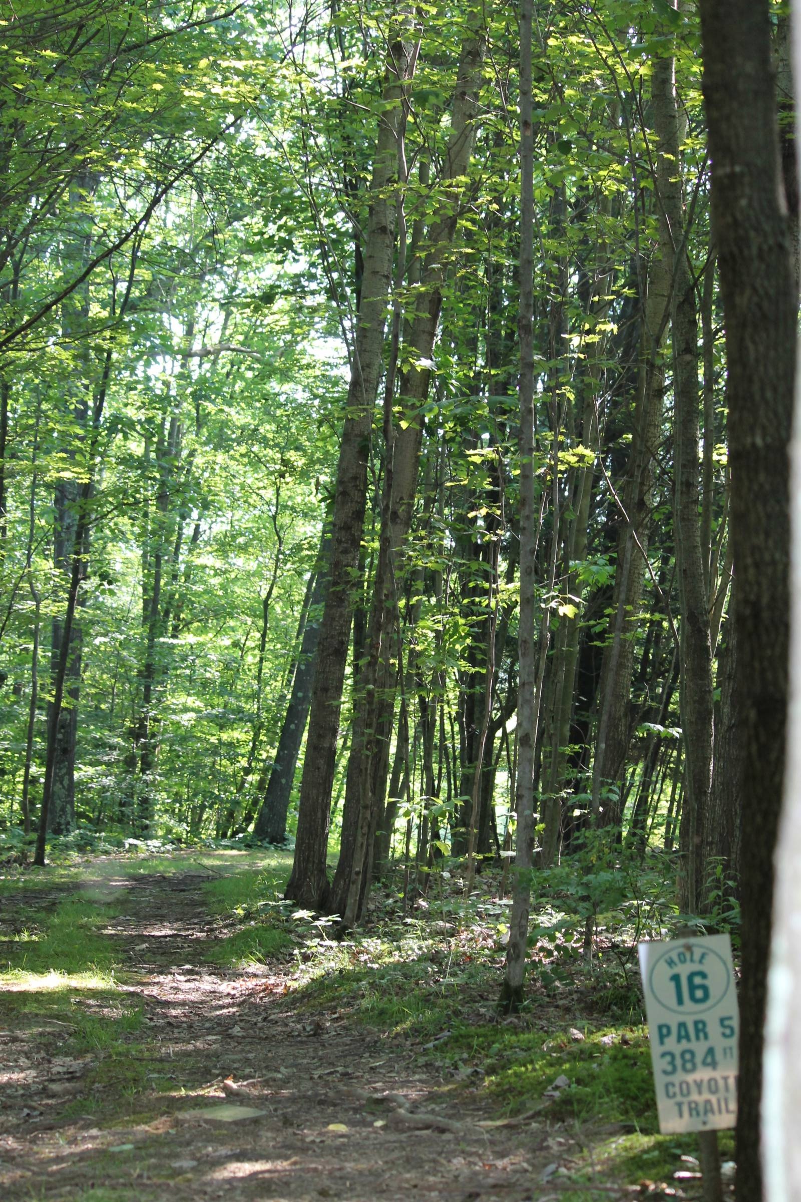 Hole 16 • Halstead Hill (Owego, NY) Disc Golf Courses Disc Golf Scene