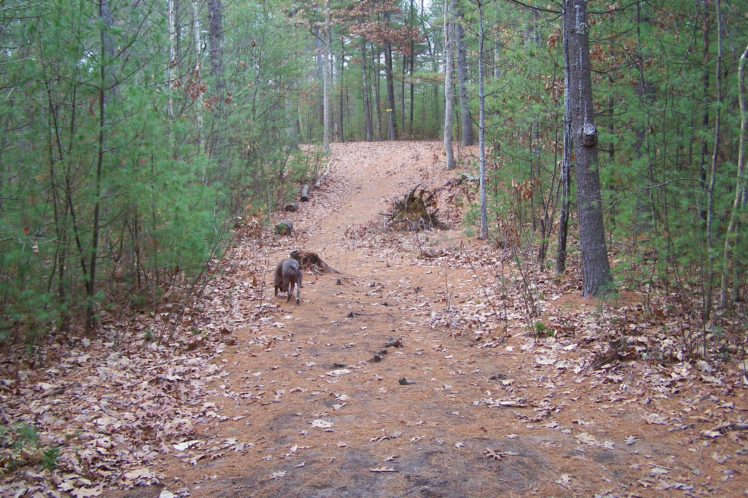 Hole 17 • Muldoon Park (Pelham, NH) Disc Golf Courses Disc Golf Scene