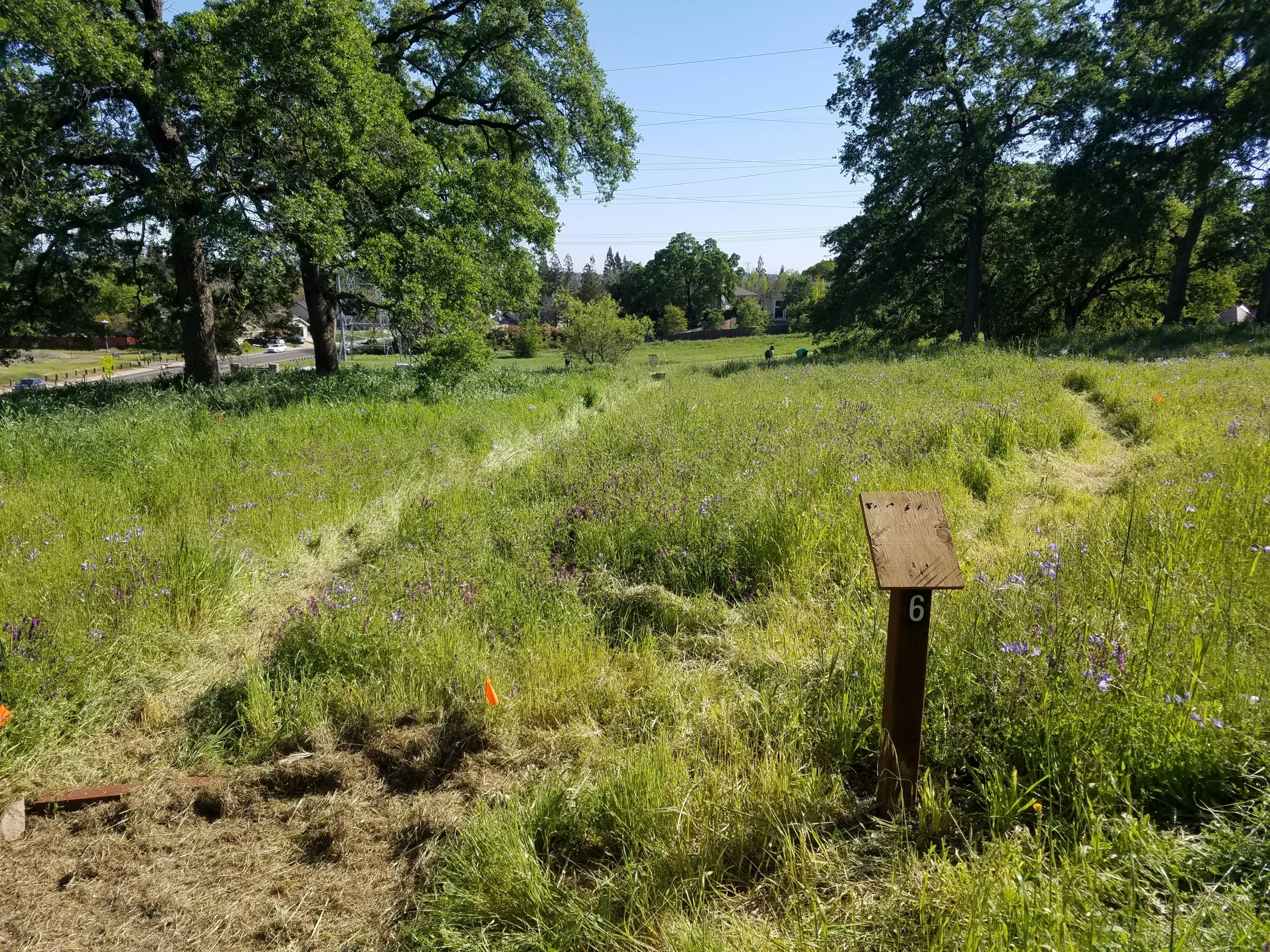 Hole 6 • B.T. Collins Park (Folsom, CA) Disc Golf Courses Disc Golf