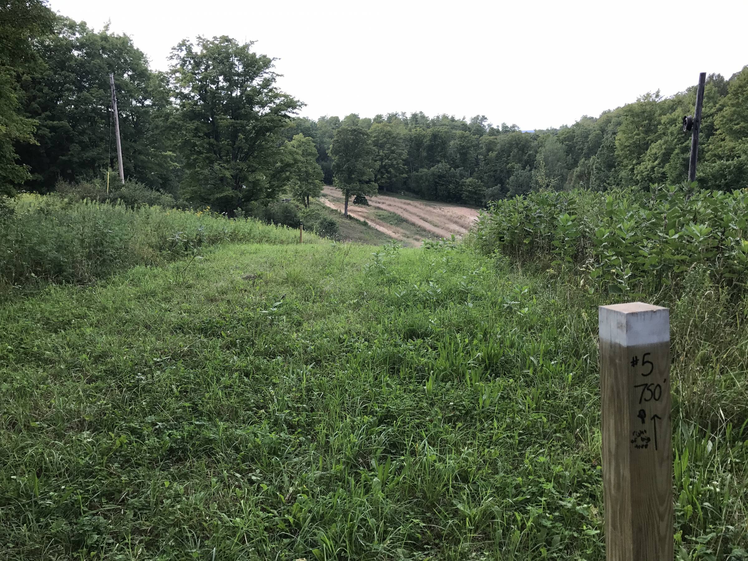 Hole 5 • Hilltop Meadows (Newberry, MI) Disc Golf Courses Disc Golf