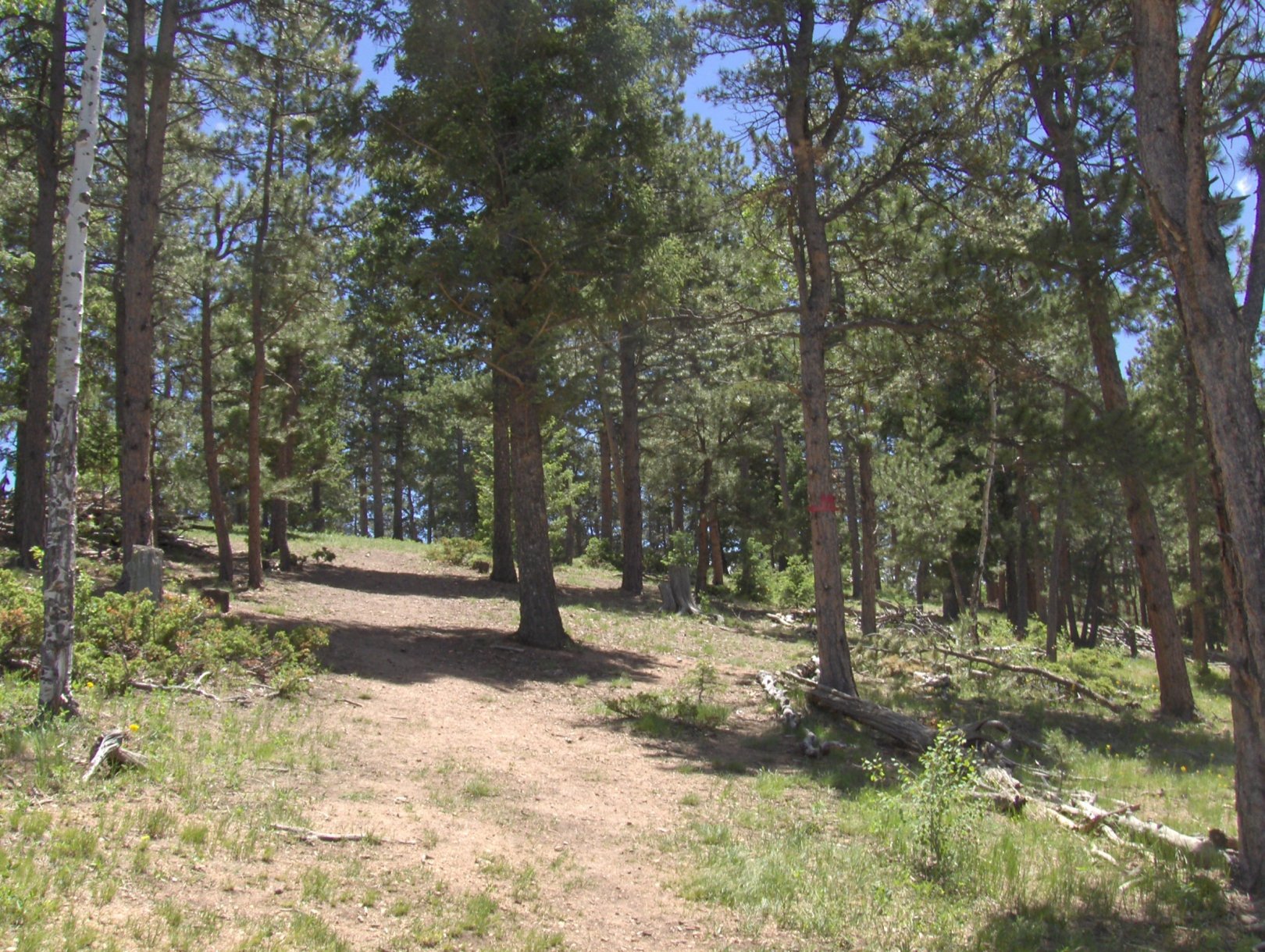 Hole 13 • Beaver Ranch (Conifer, CO) Disc Golf Courses Disc Golf Scene