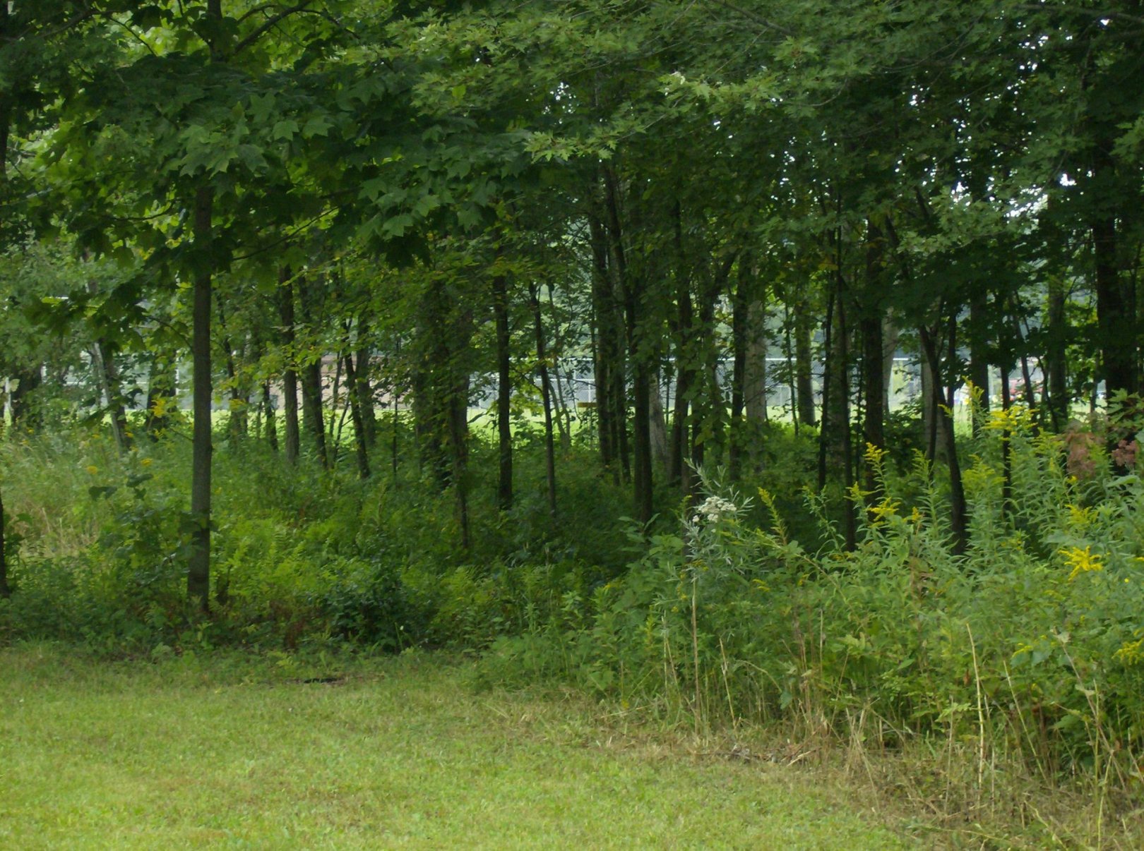 Hole 12 • Lake Township Park (Bridgman, MI) Disc Golf Courses Disc