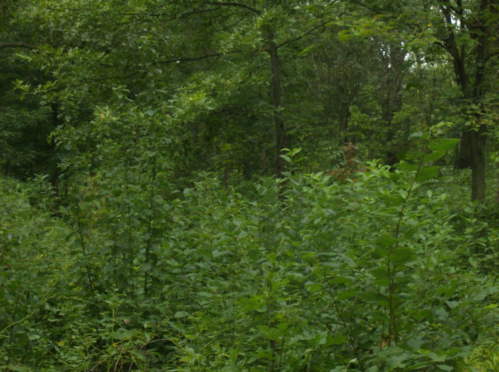 Hole 11 • Lake Township Park (Bridgman, MI) Disc Golf Courses Disc