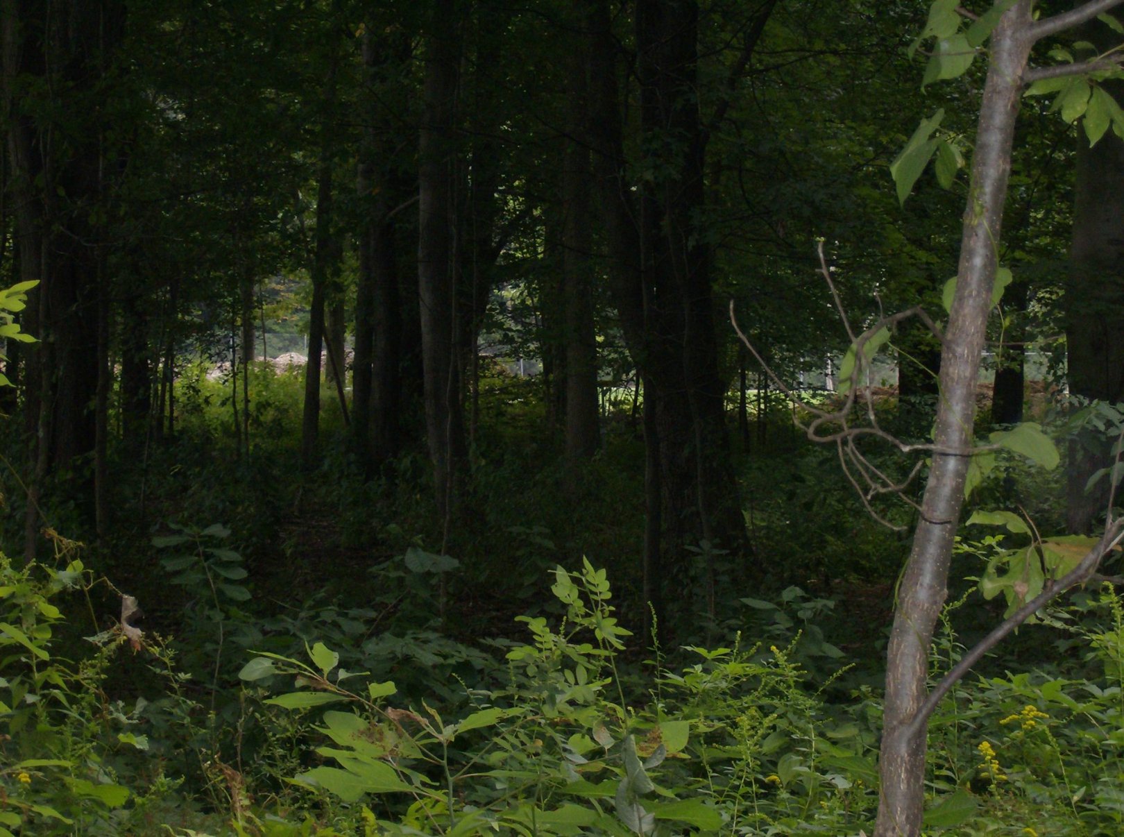 Hole 14 • Lake Township Park (Bridgman, MI) Disc Golf Courses Disc