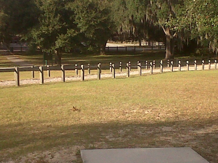 Hole 7 • Floral Park (Floral City, FL) Disc Golf Courses Disc Golf