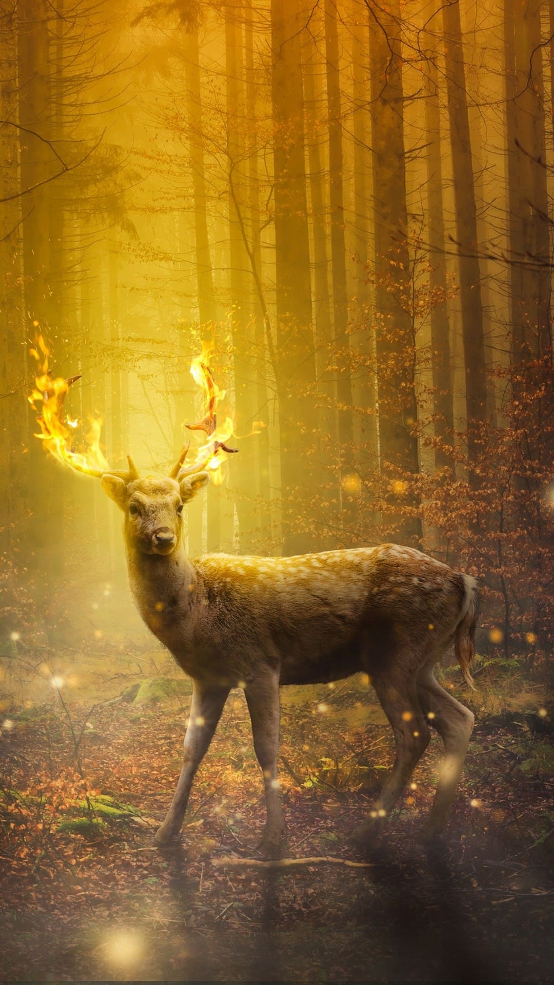 Deer Hunting Wallpapers Iphone