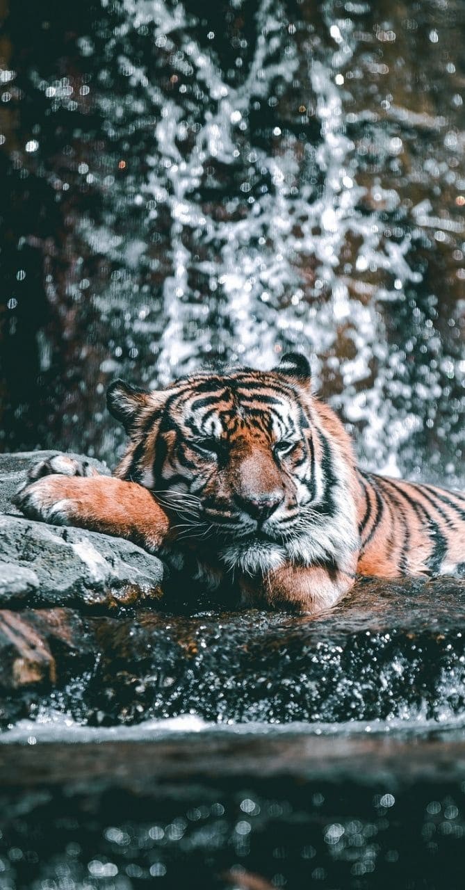 Best 400+ Wallpaper iPhone Tiger In high definition