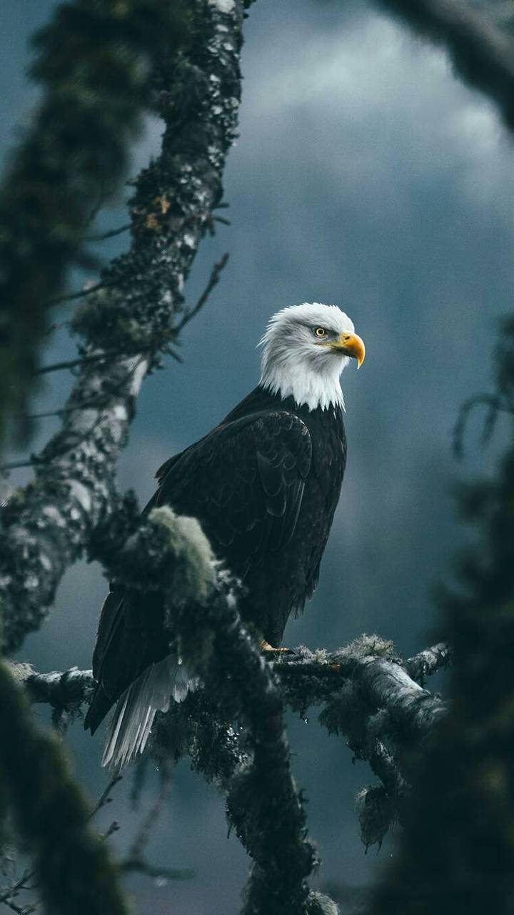 Cool Eagle Backgrounds