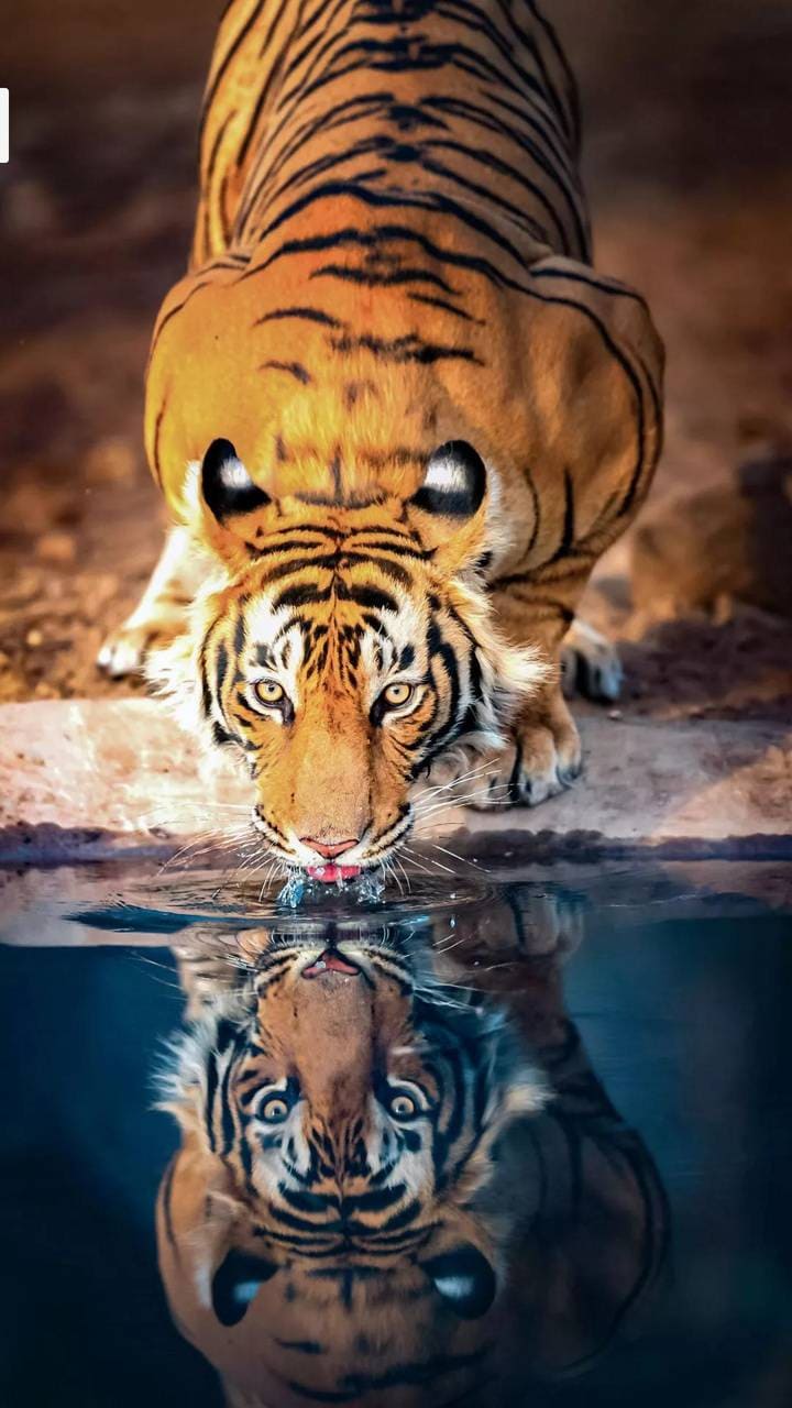 Fire And Water Tiger Wallpaper