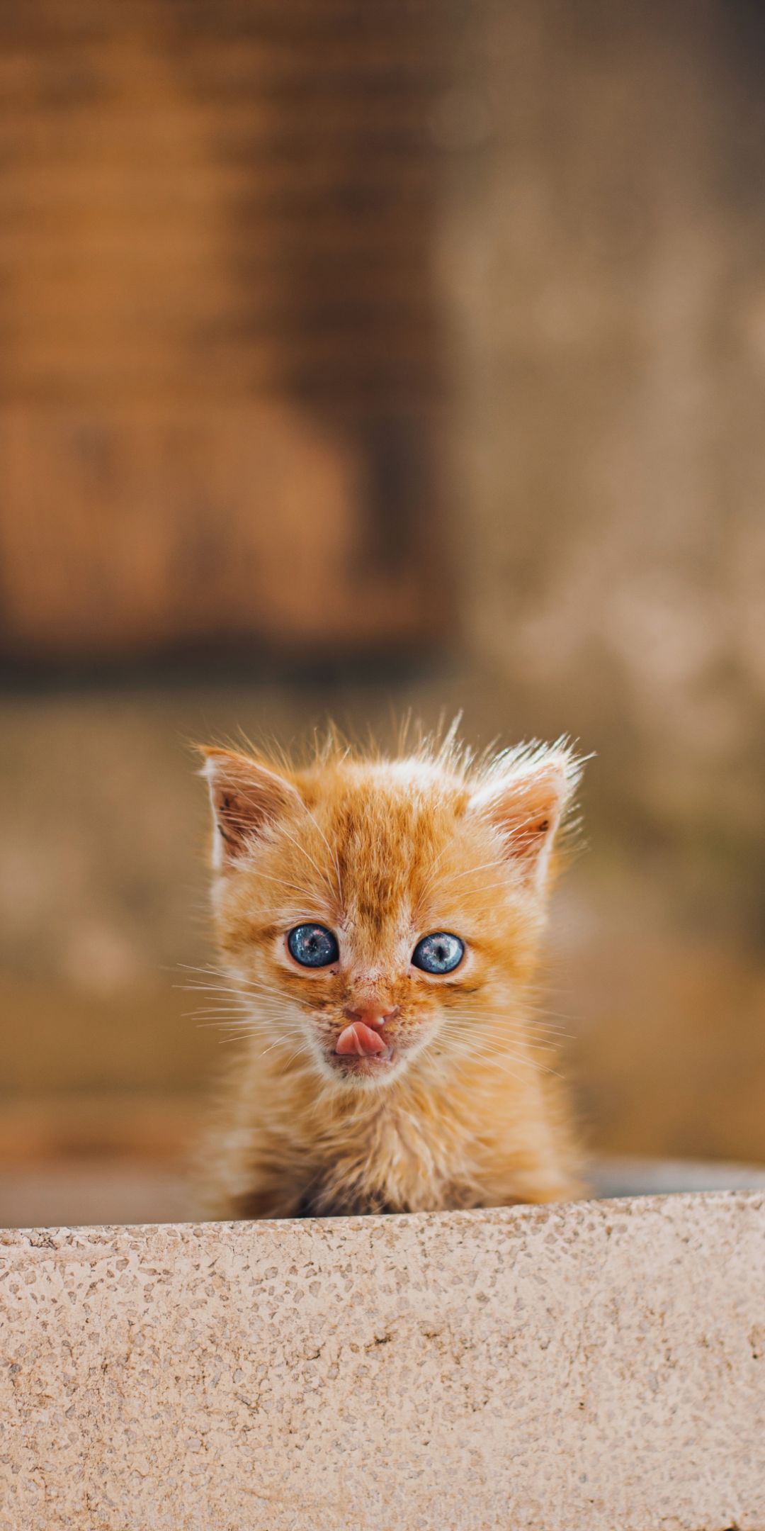Cute Fluffy Kitten Wallpaper