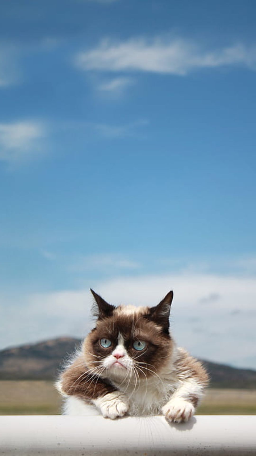 Grumpy Cat Size