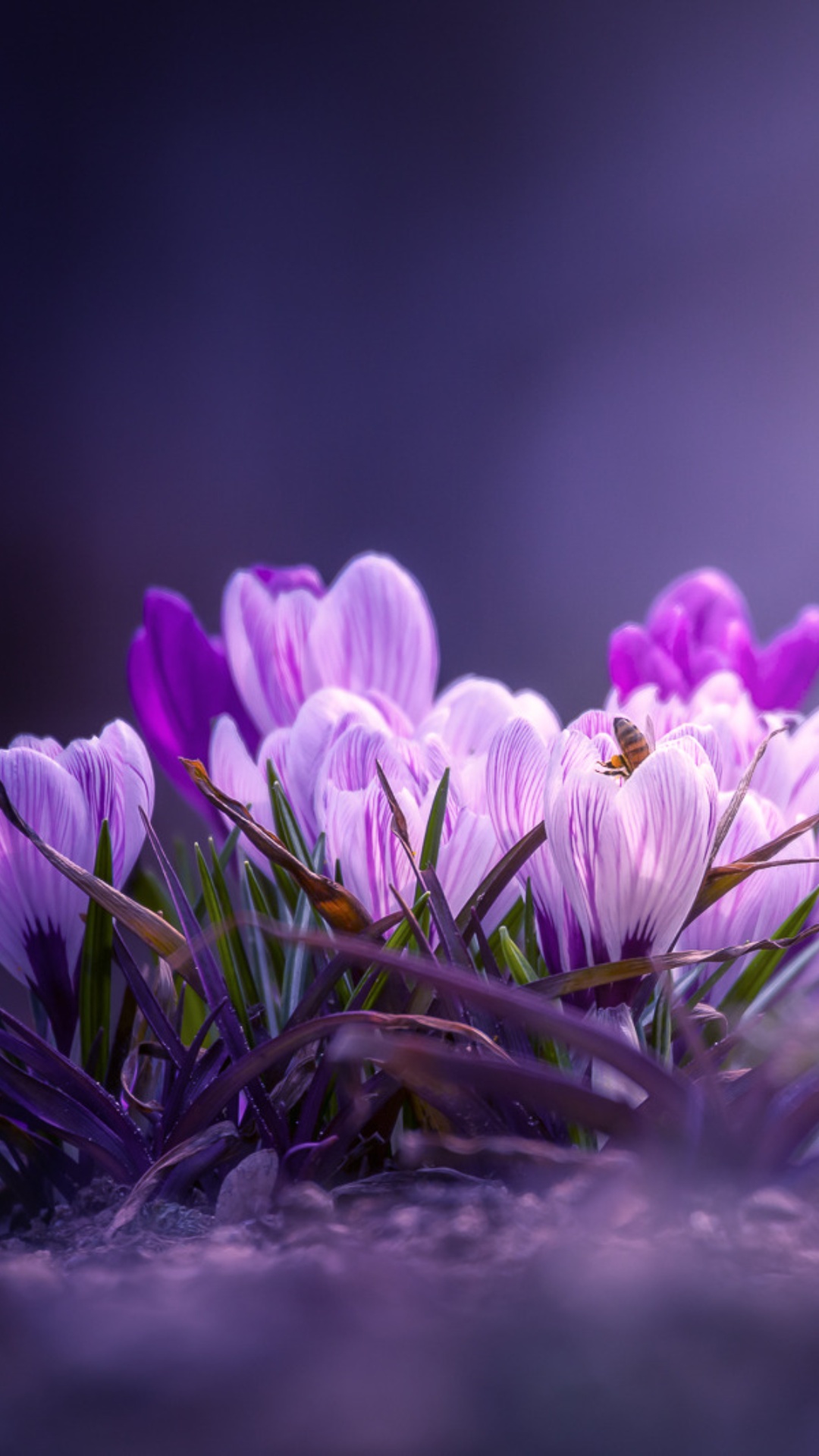 Purple Flower Desktop Wallpaper