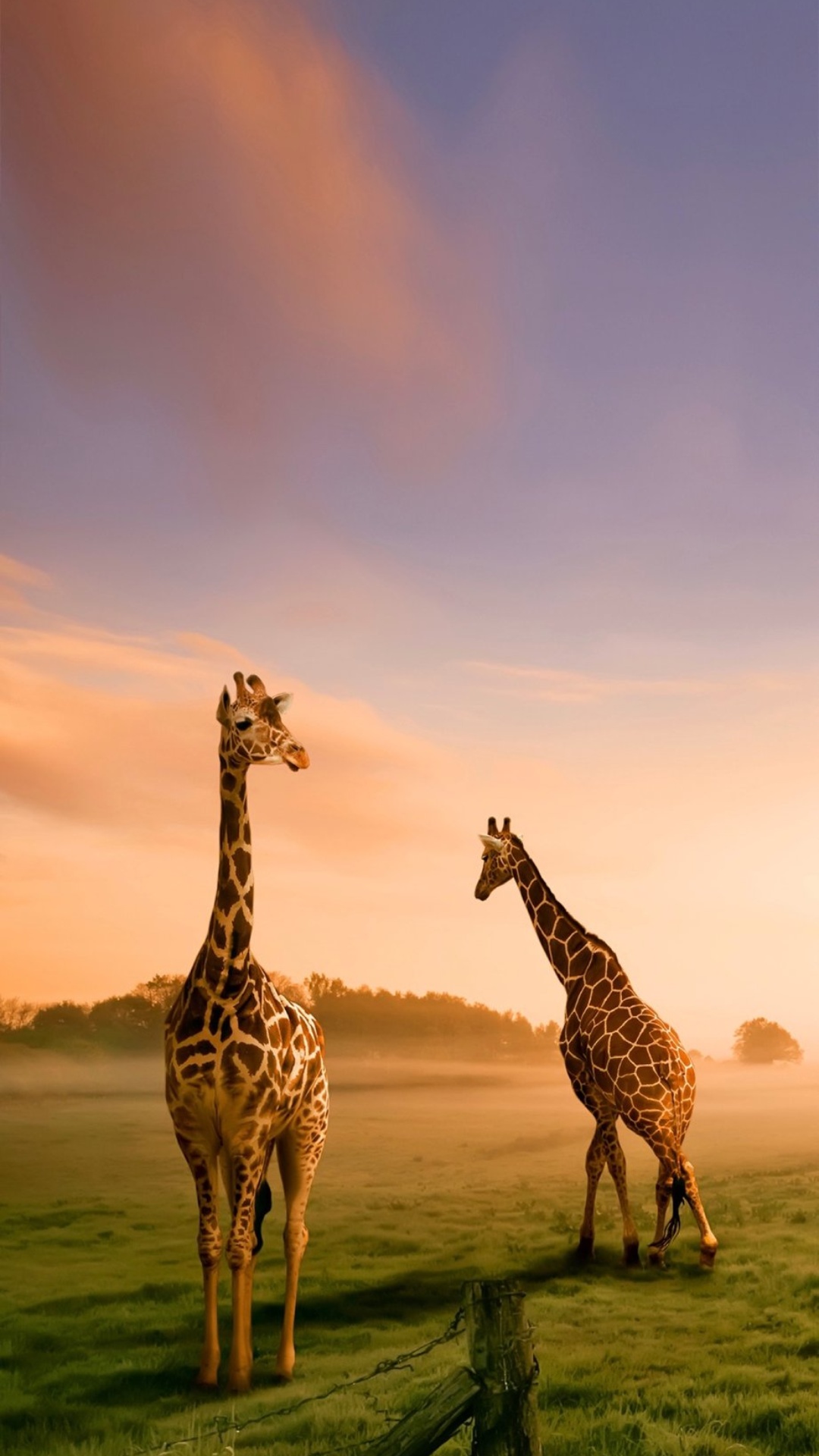 Animals Hd Wallpapers For Desktop