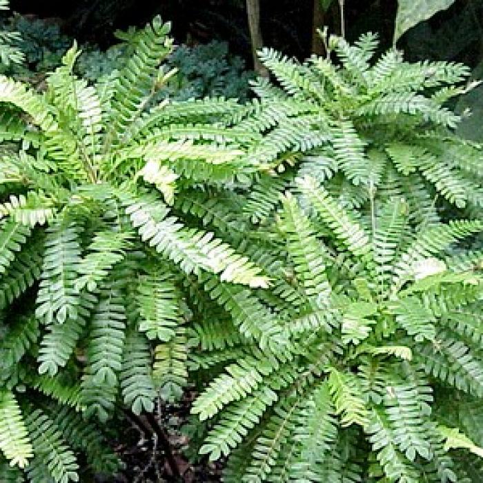 Biophytum sensitivum une jolie plante sensitive