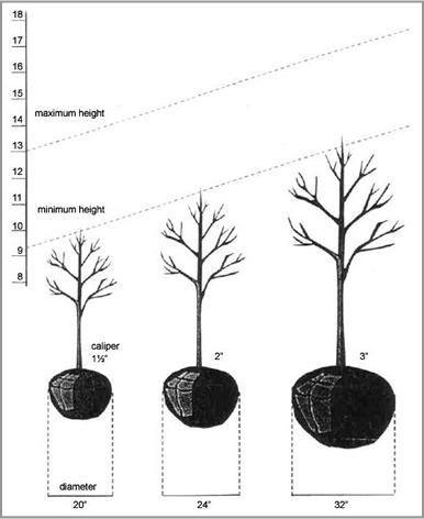 Tree Caliper Size Chart - Ponasa