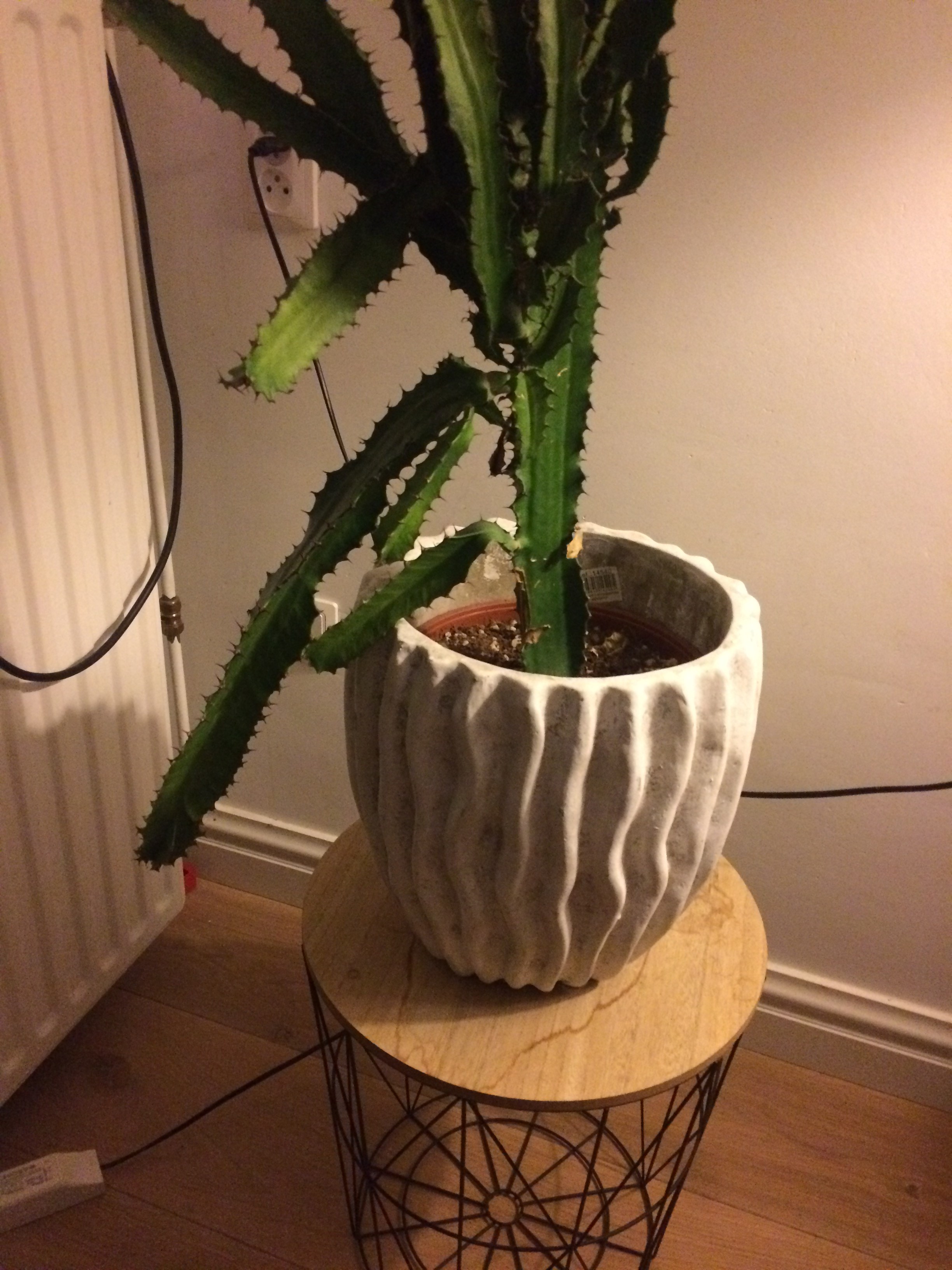 Hallo, ik heb een cactus die een stengel te lang is. Kan ik deze eraf