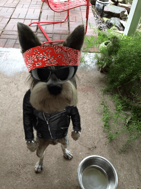 Hilarious Memes Of An AngryLooking Dog Standing Upright